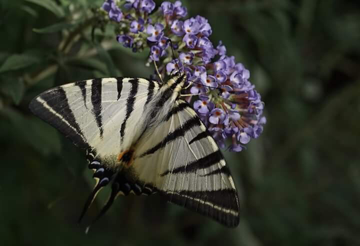 Макросъёмка. Ваш личный фотограф Марина Волкова