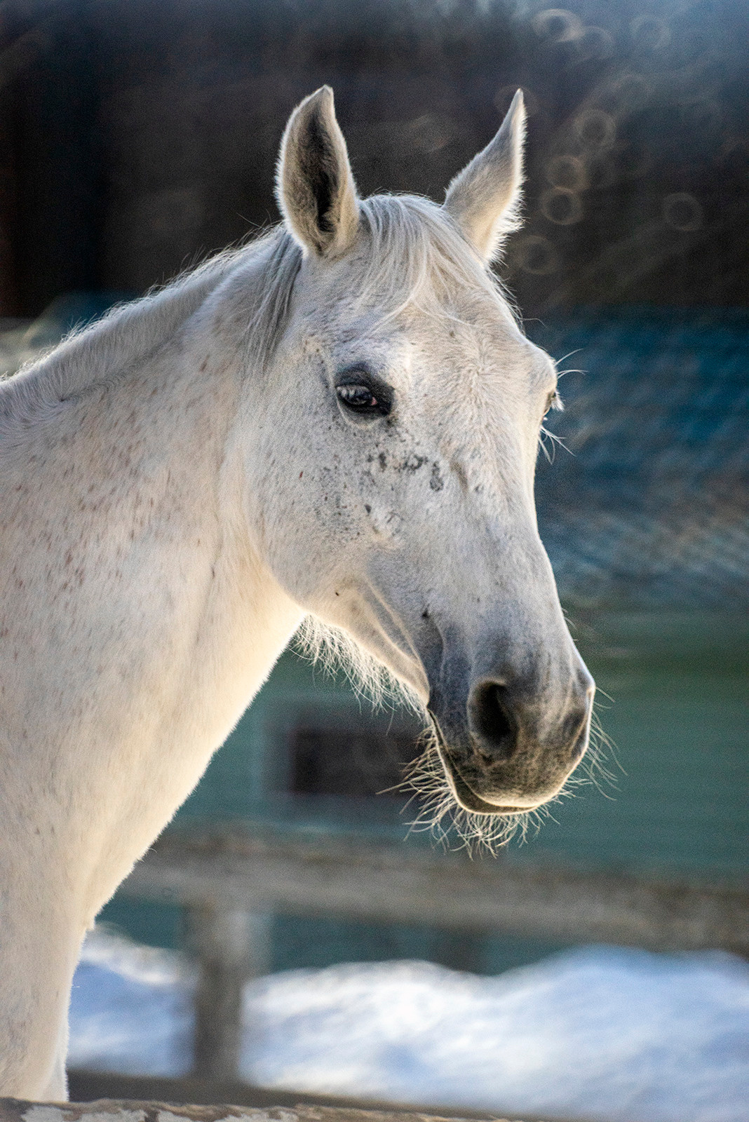 Животные. Ваш личный фотограф Марина Волкова