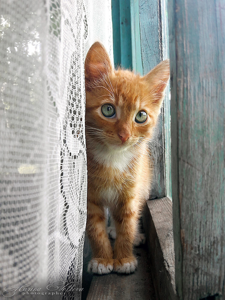 Животные. Ваш личный фотограф Марина Волкова
