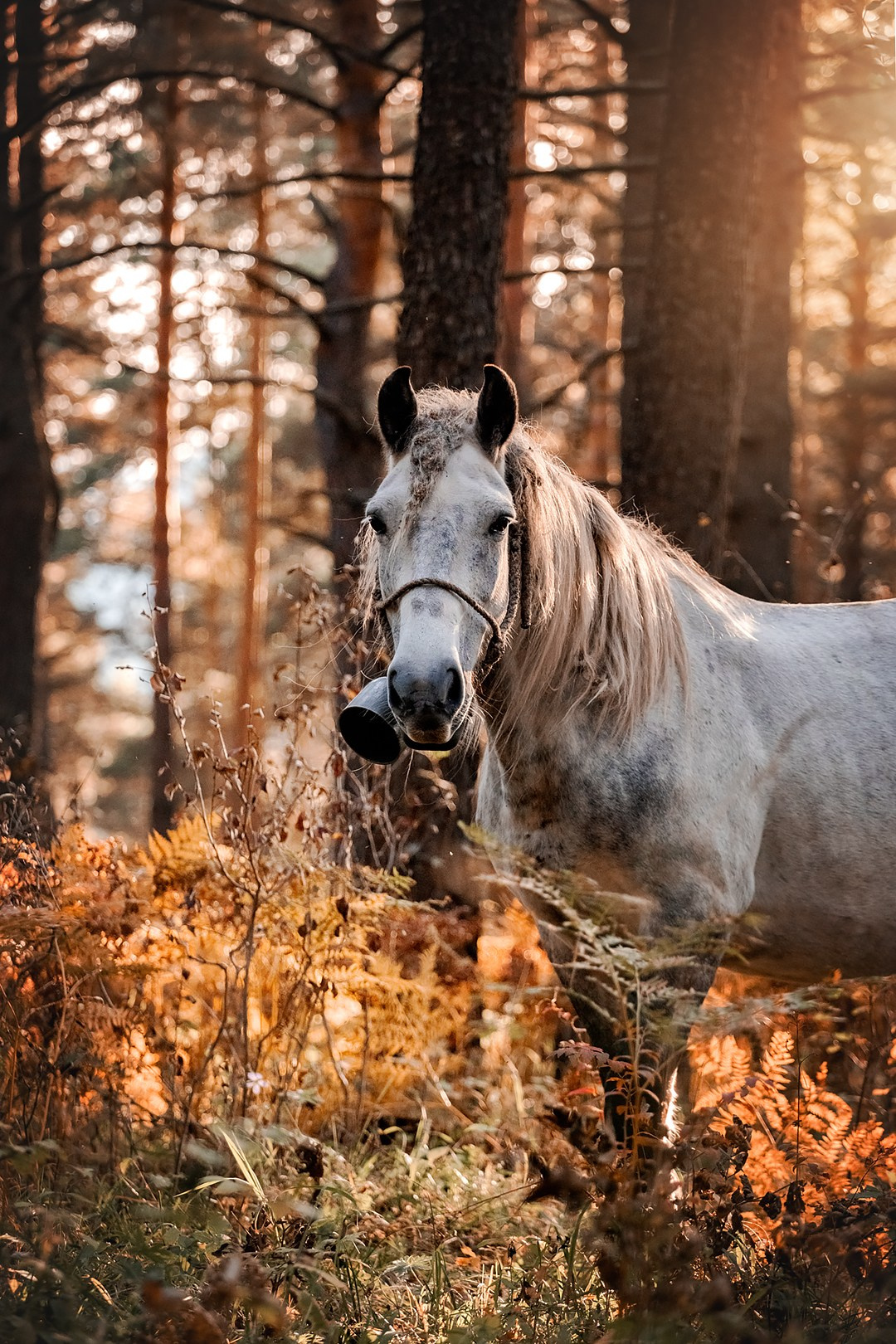 Осенний Горный Алтай '23. BrisArts