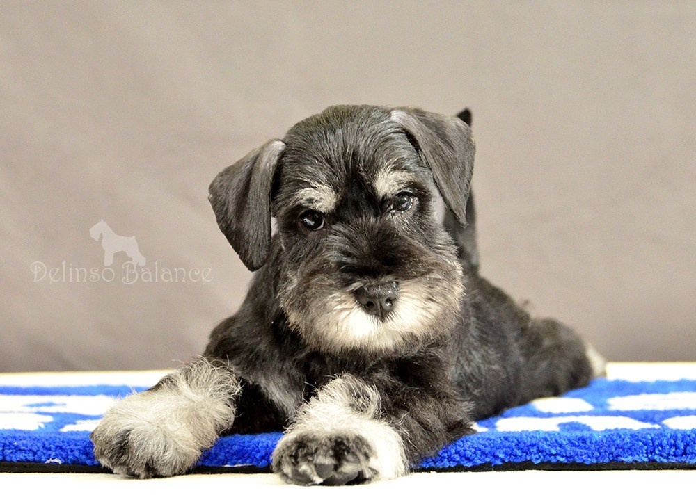 #питомникцвергшнауцеров #делинсобэлэнс #цвергшнауцер #щенокцвергшнауцера