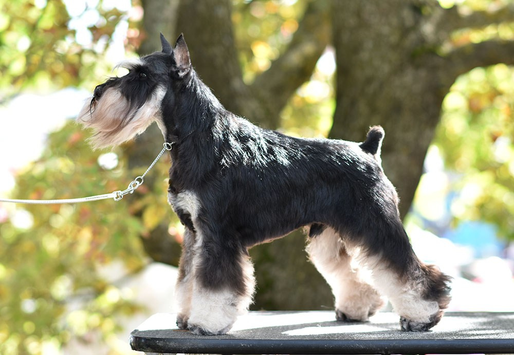 Оскар/Delinso Balance Zaffiro. Питомник цвергшнауцеров в Беларуси «Делинсо Бэлэнс»
