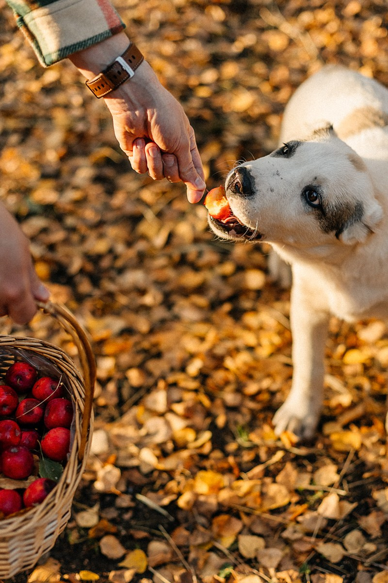На ранчо. Фотограф Подсумкина Ирина