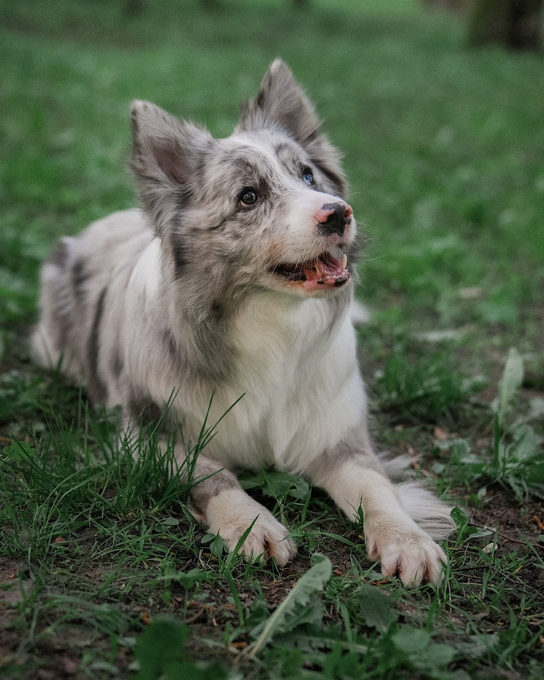 Света, Катрин, Умка. Фотограф анималист в Москве и Санкт-Петербурге Свиридова Анна