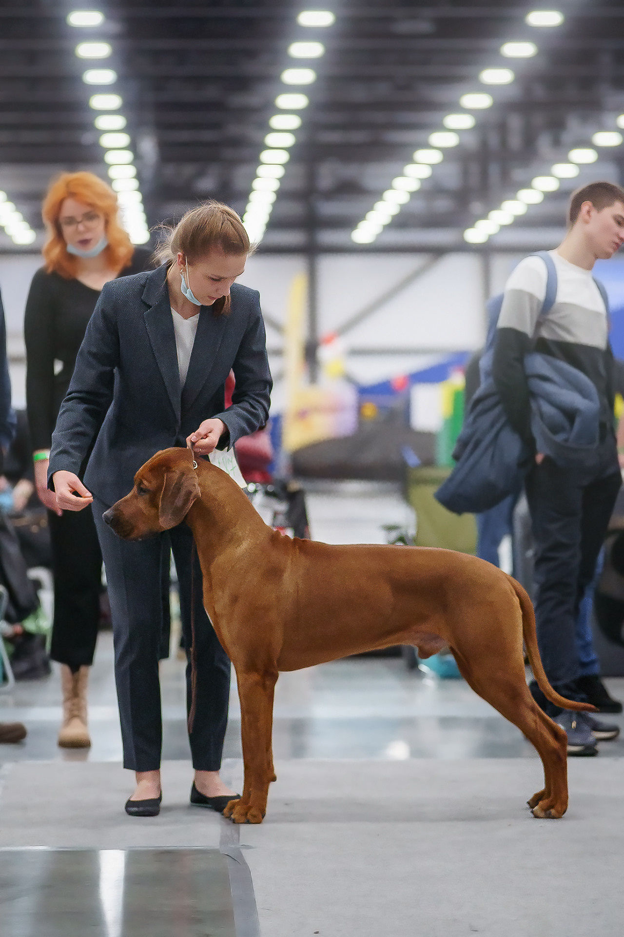 Фотографии родезийского риджбека Adhamas Geni Nala (Алана). Rhodesian ridgeback Adhamas Geni Nala