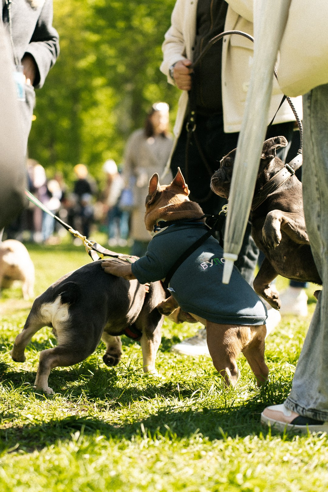Парад Бульдогов. Axenov_eugene