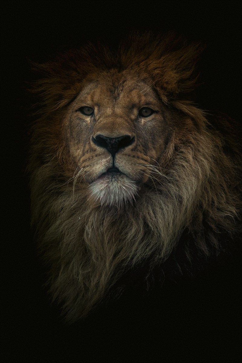 Анималистика. Фотограф Александр Чазов