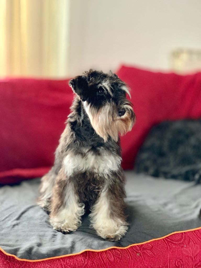 Венди/Delinso Balance Vendy Wu. Питомник цвергшнауцеров в Беларуси «Делинсо Бэлэнс»