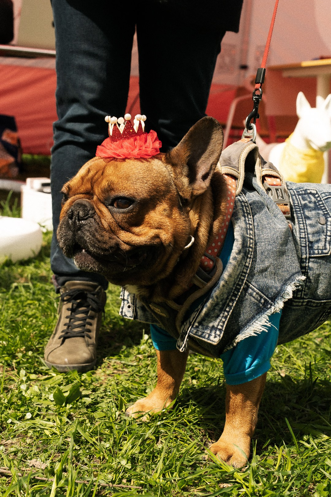 Парад Бульдогов. Axenov_eugene