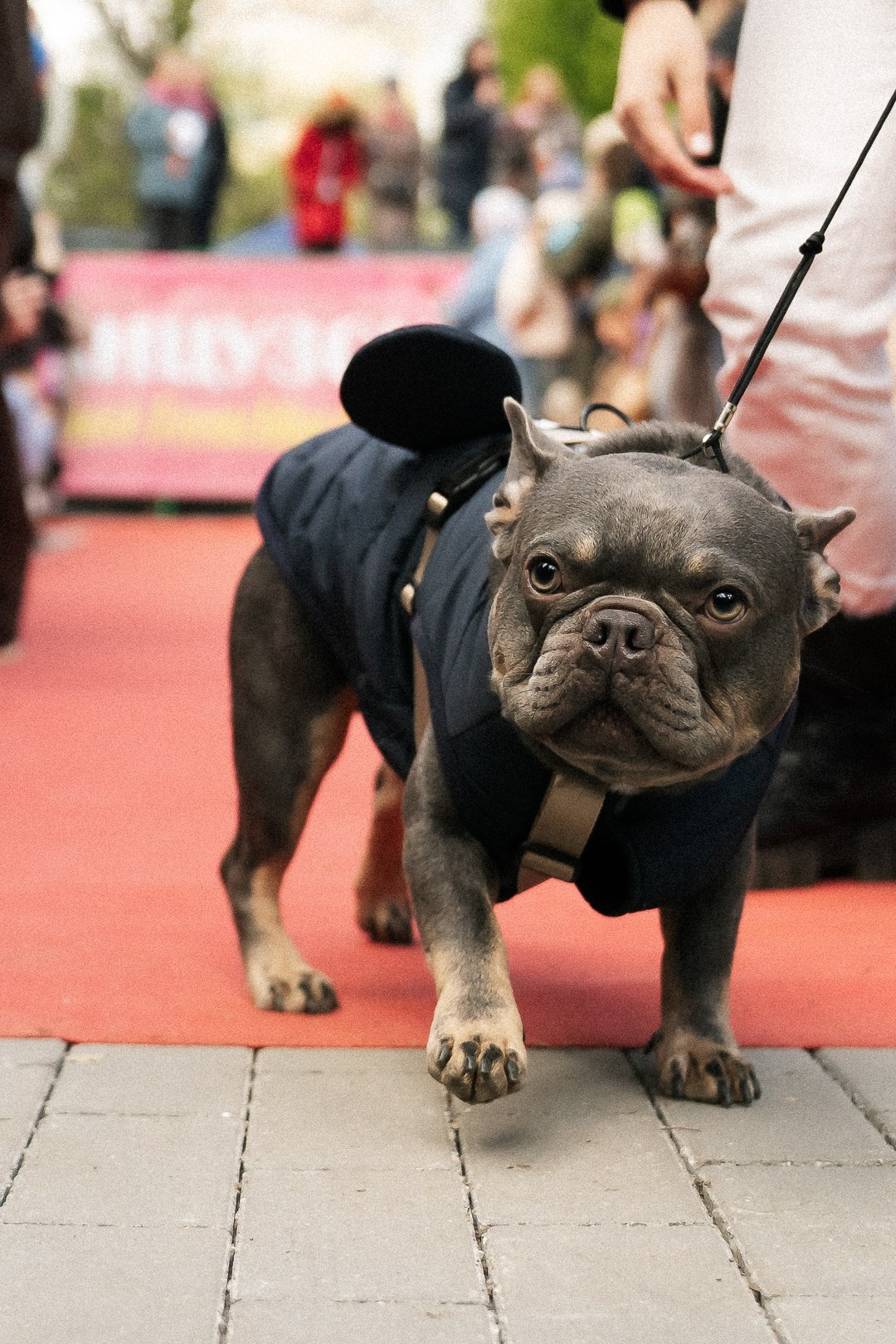 Парад Бульдогов. Axenov_eugene