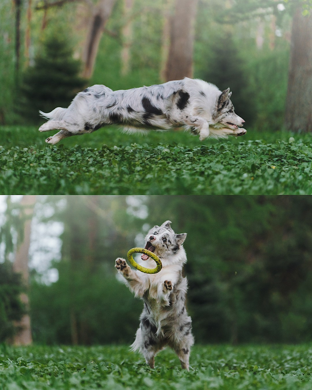 Света, Катрин и Умка. Фотограф анималист в Москве и Санкт-Петербурге Свиридова Анна