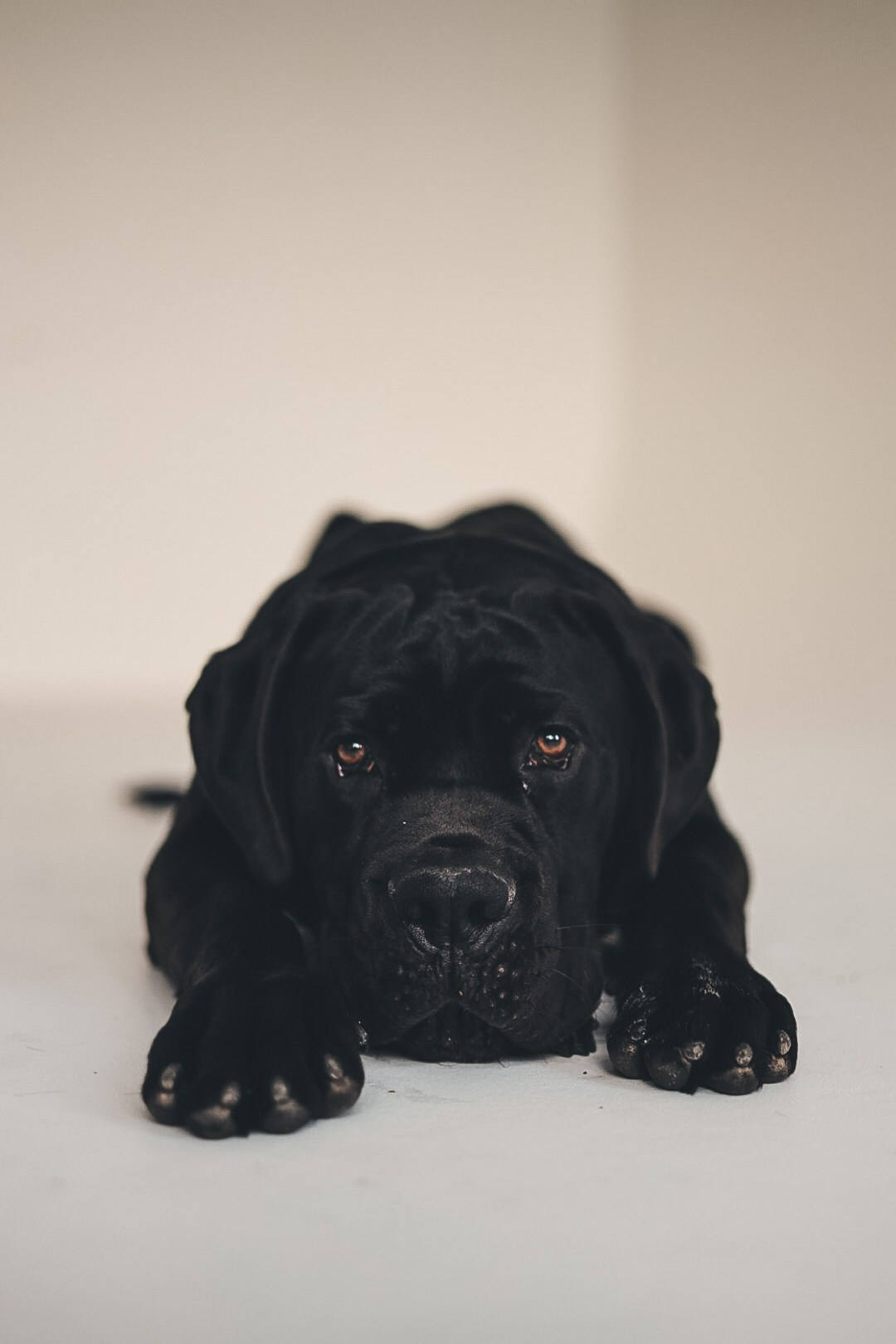 Когда мечты сбываются…❤️🐶. Мария Бриль семейный и детский Lifestyle фотограф Москва