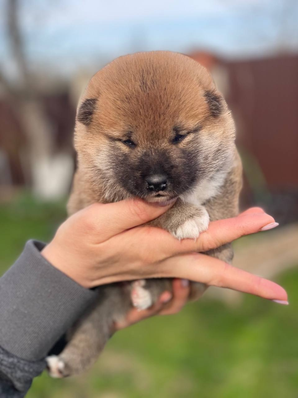 сиба питомник Рубилайт щенки на продажу rubylight  сиба щенки купить СПб Санкт-Петербург