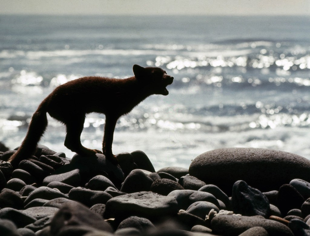 Командорские острова. ВАДИМ ГИППЕНРЕЙТЕР — ВЕЛИКИЙ ФОТОГРАФ ЗЕМЛИ РУССКОЙ