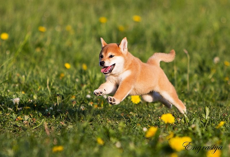 На природе. Семейный и детский фотограф в Москве Мария Быкова