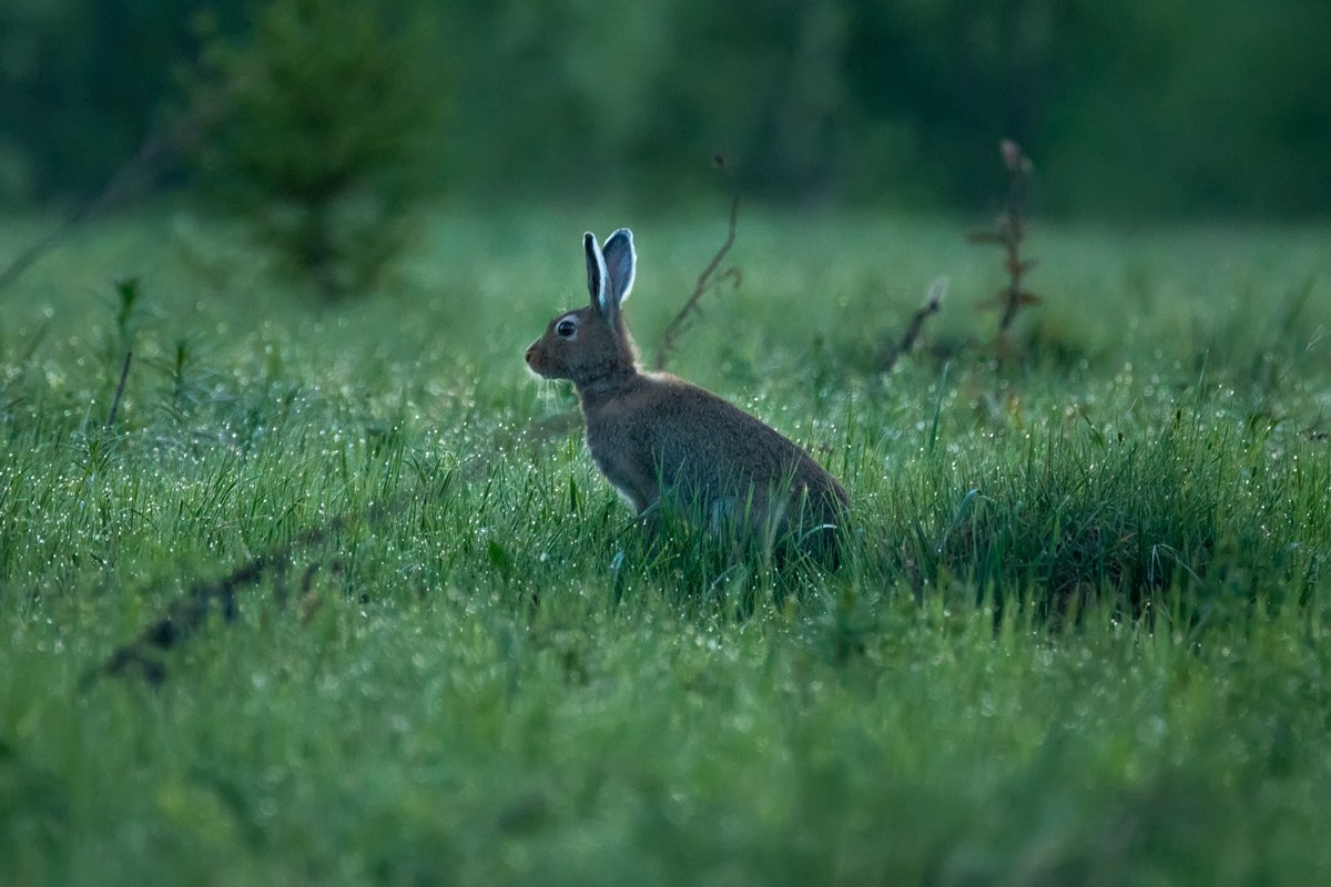 Анималистика. Фотограф Александр Чазов