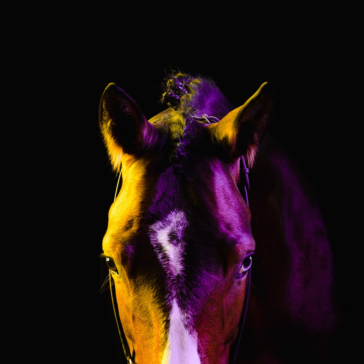 В цвете. KatymartArt — Equine photography