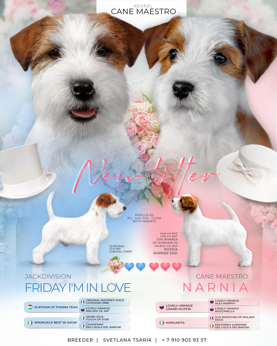 Джек рассел отзывы владельцев и покупателей щенков. CANE MAESTRO — kennel Jack Russell Terrier