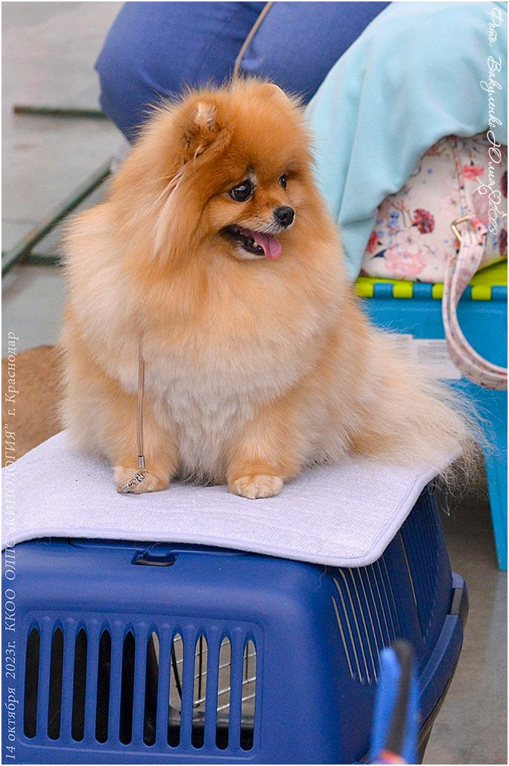 Репортаж. Фотограф анималист | семейный Юлия Вакуленко, г. Краснодар