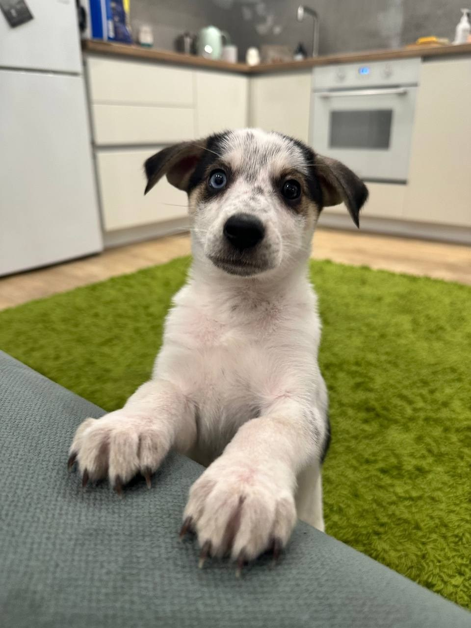 Уже дома. Забери домой друга