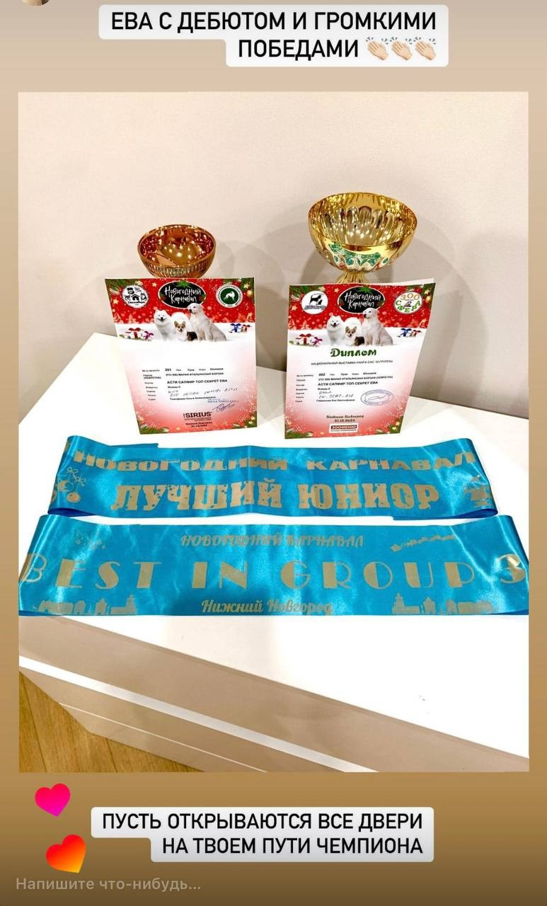 Выпускники ЧЕМПИОНЫ. Профессиональный питомник левреток РКФ/FCI ASTI SAPPHIRE 💎 Сочи|Санкт-Петербург