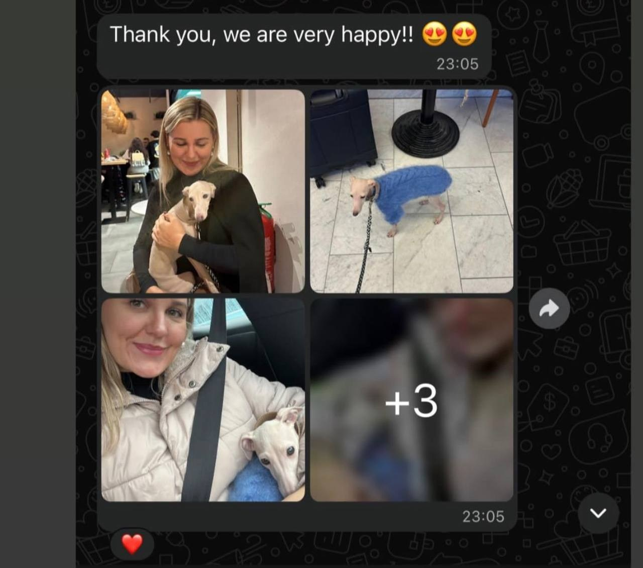 Welcome. Профессиональный питомник левреток РКФ/FCI ASTI SAPPHIRE 💎 Сочи|Санкт-Петербург