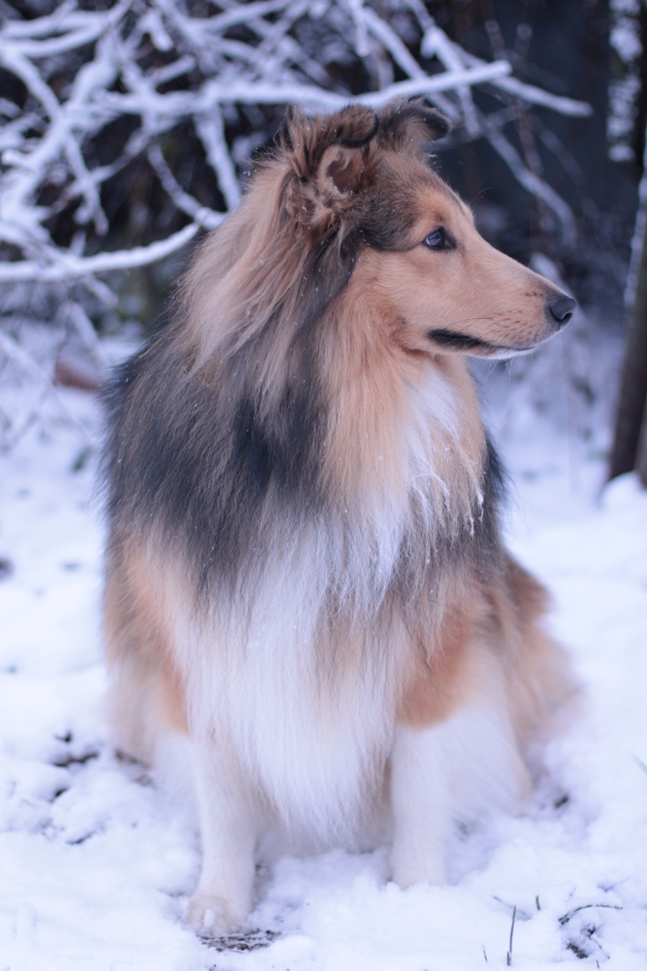 Арчи мой питомец шелти. Катя Попова|ЛайфСтайл фотограф
