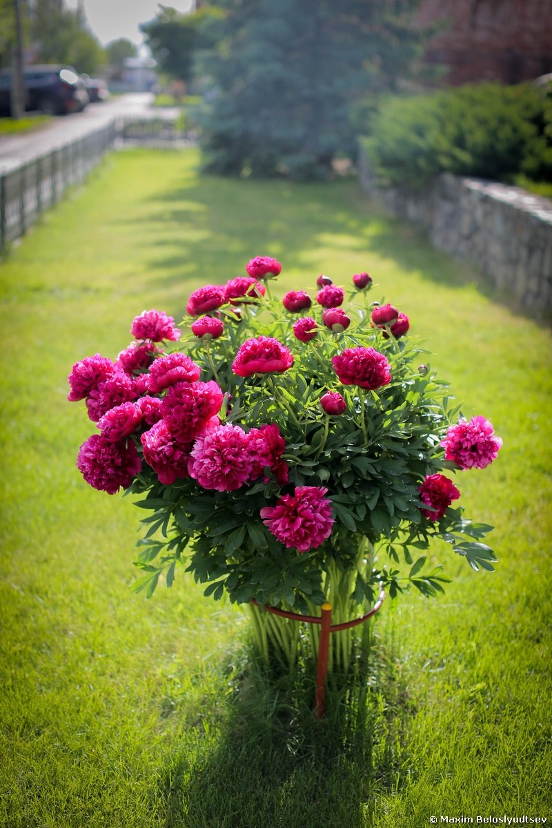 Фото Цветов. Студия Максима Белослюдцева
