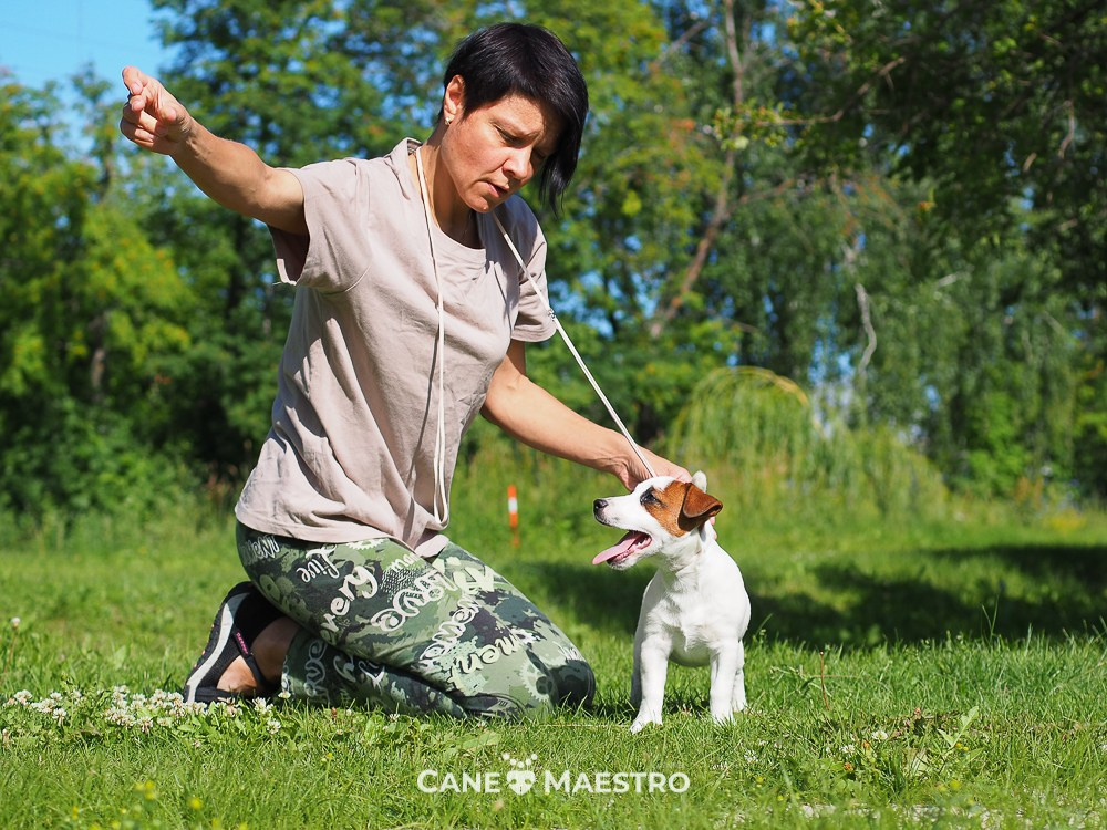Щенок Джек-рассел-терьер. КМ ФЕРИТЕЙЛ. Гладкий джек рассел. Девочка№1. КАНЕ МАЭСТРО — питомник Джек рассел терьеров