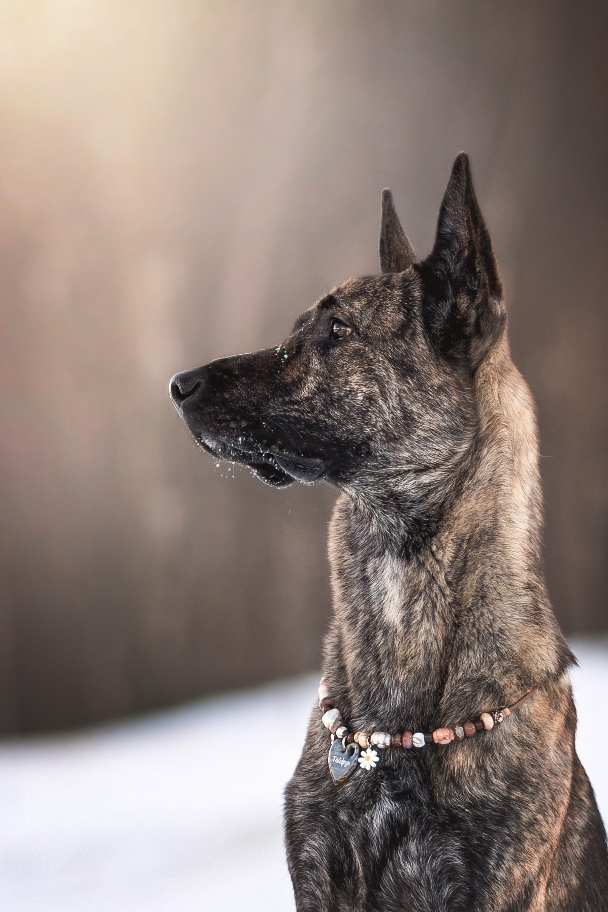 Портфолио фотографа-анималиста Александры Пугачёвой | Санкт-Петербург. Фотограф-анималист в Санкт-Петербурге Пугачёва Александра