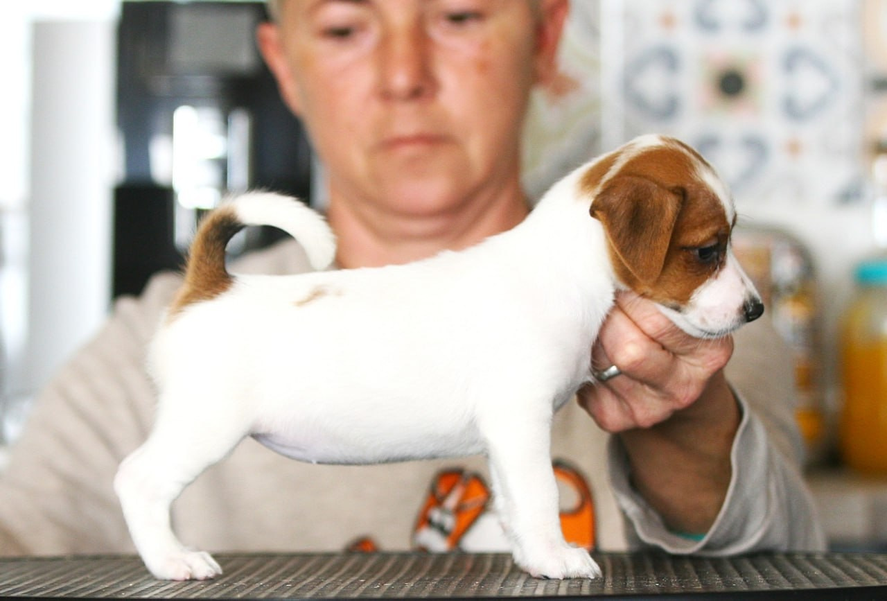 Сука 3. Lovely-Orange питомник джек рассел терьеров