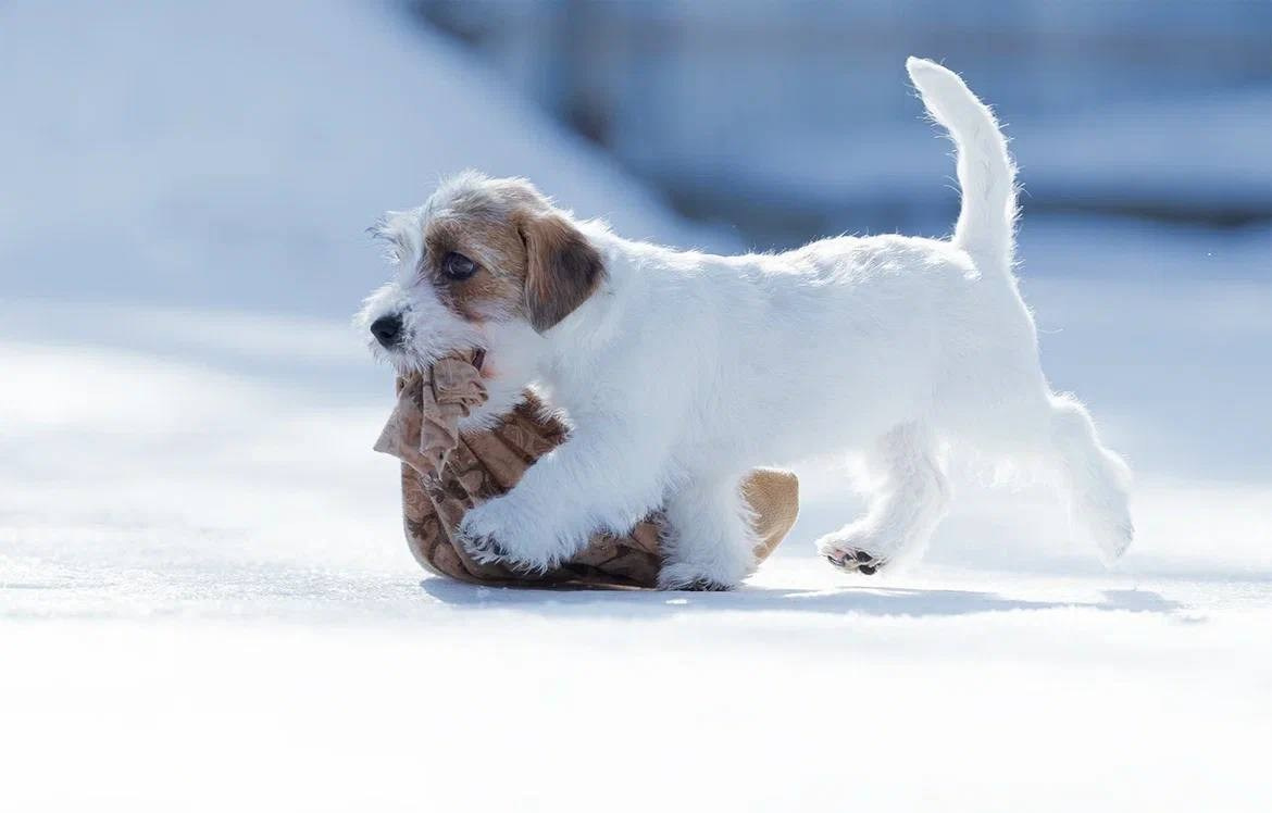 Сука 3. Lovely-Orange питомник джек рассел терьеров