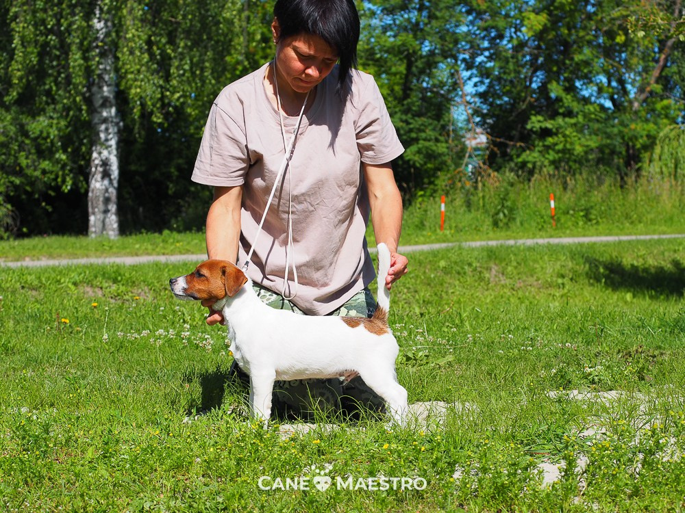 Мальчик 1 галерея. CANE MAESTRO — kennel Jack Russell Terrier