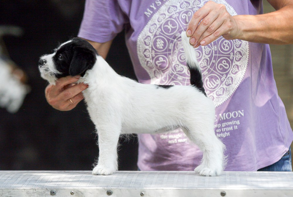 CANE MAESTRO RONDO. CANE MAESTRO — kennel Jack Russell Terrier