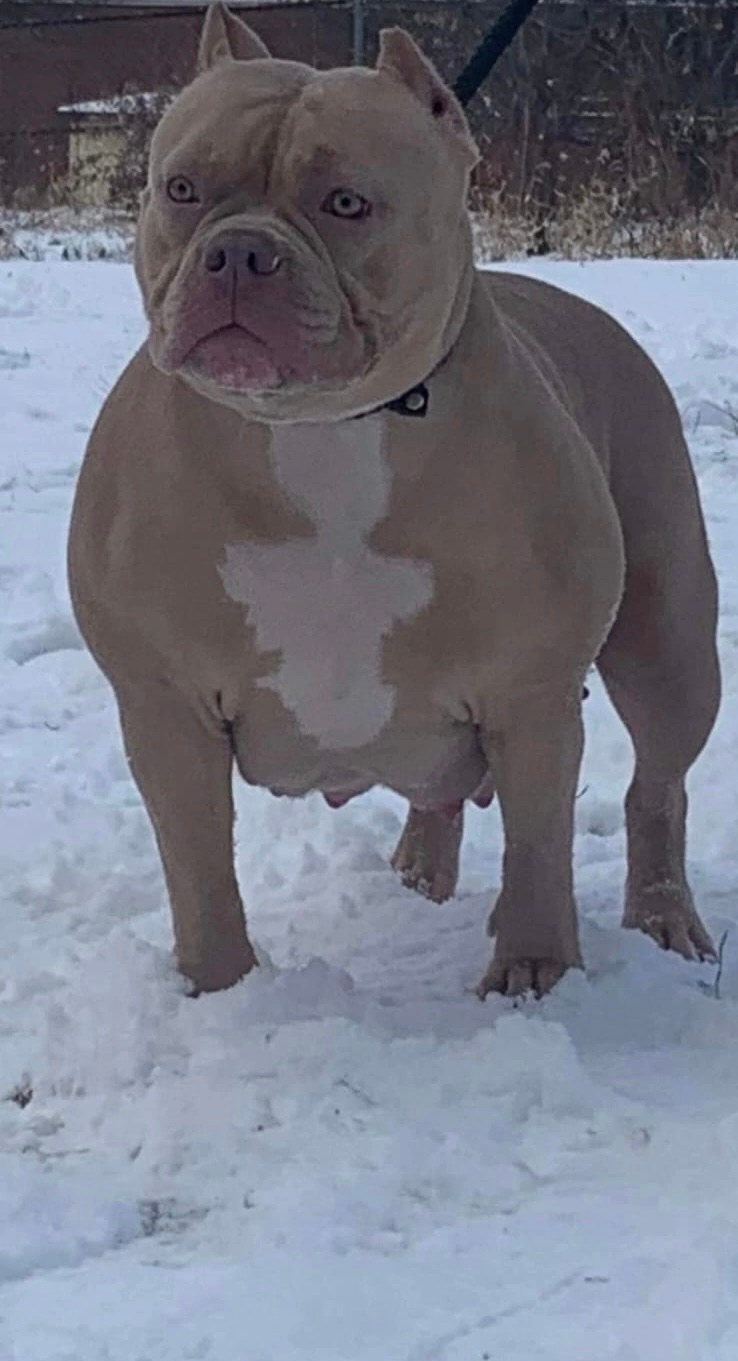 купить американского булли на юге России 