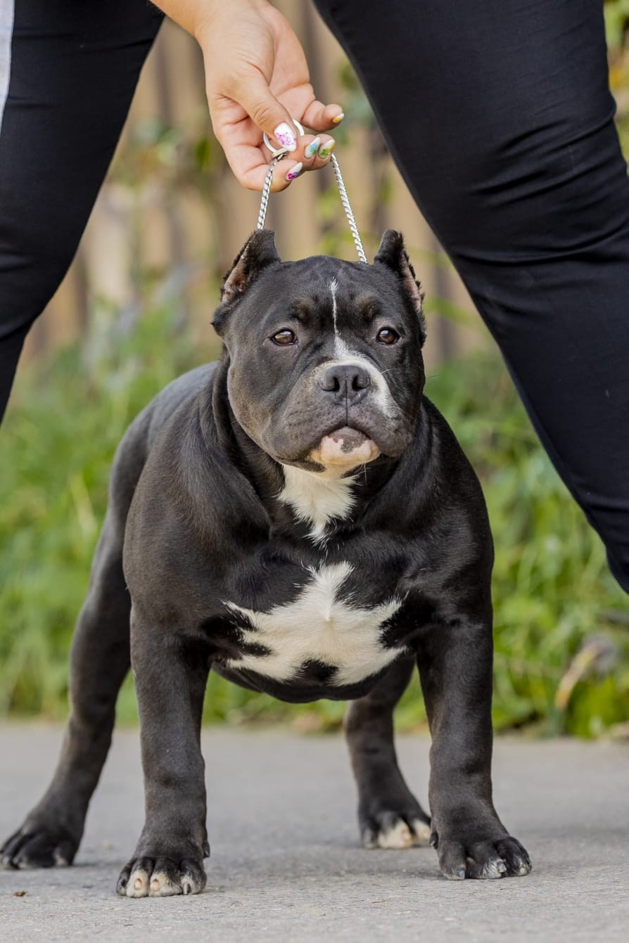 Щенки Американский булли. ПИТОМНИК СОБАК ПОРОДЫ АМЕРИКАНСКИЙ БУЛЛИ