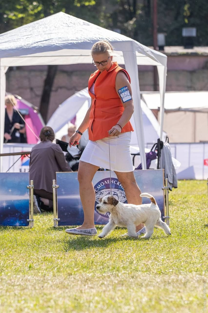 Lovely-Orange Grand Muffin. Lovely-Orange питомник джек рассел терьеров