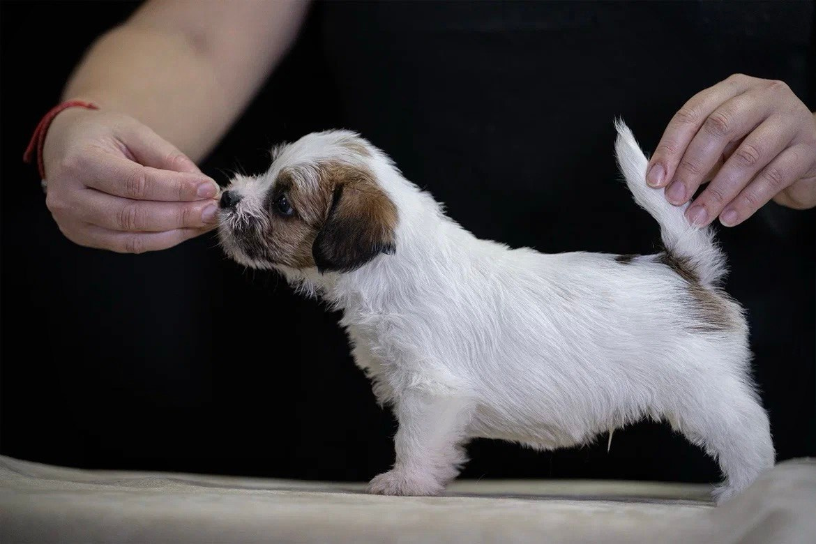 Кобель 2. Lovely-Orange питомник джек рассел терьеров