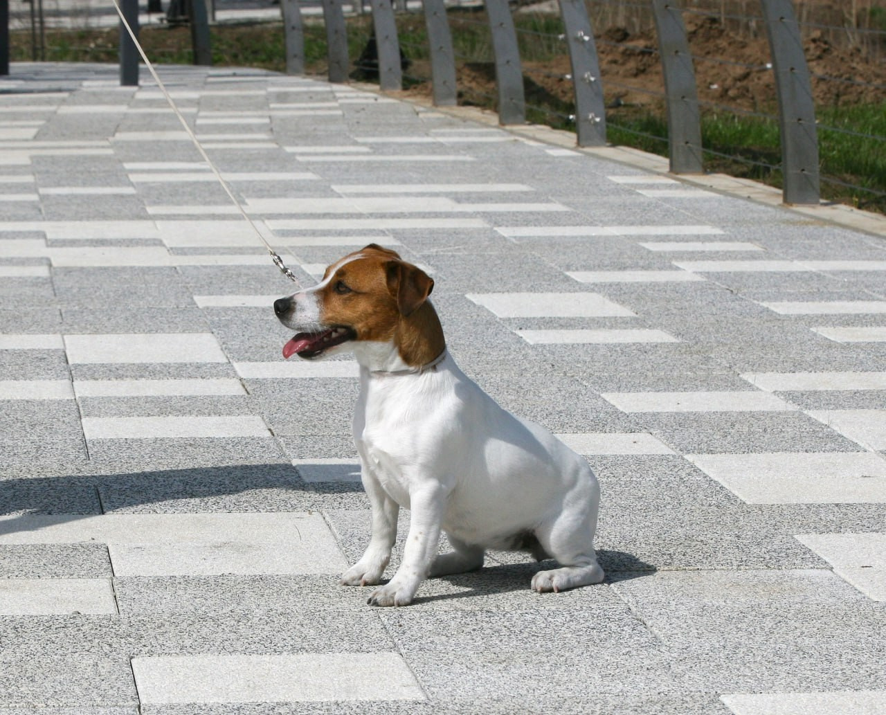 Diskaydzheks Uma Turman. Lovely-Orange питомник джек рассел терьеров