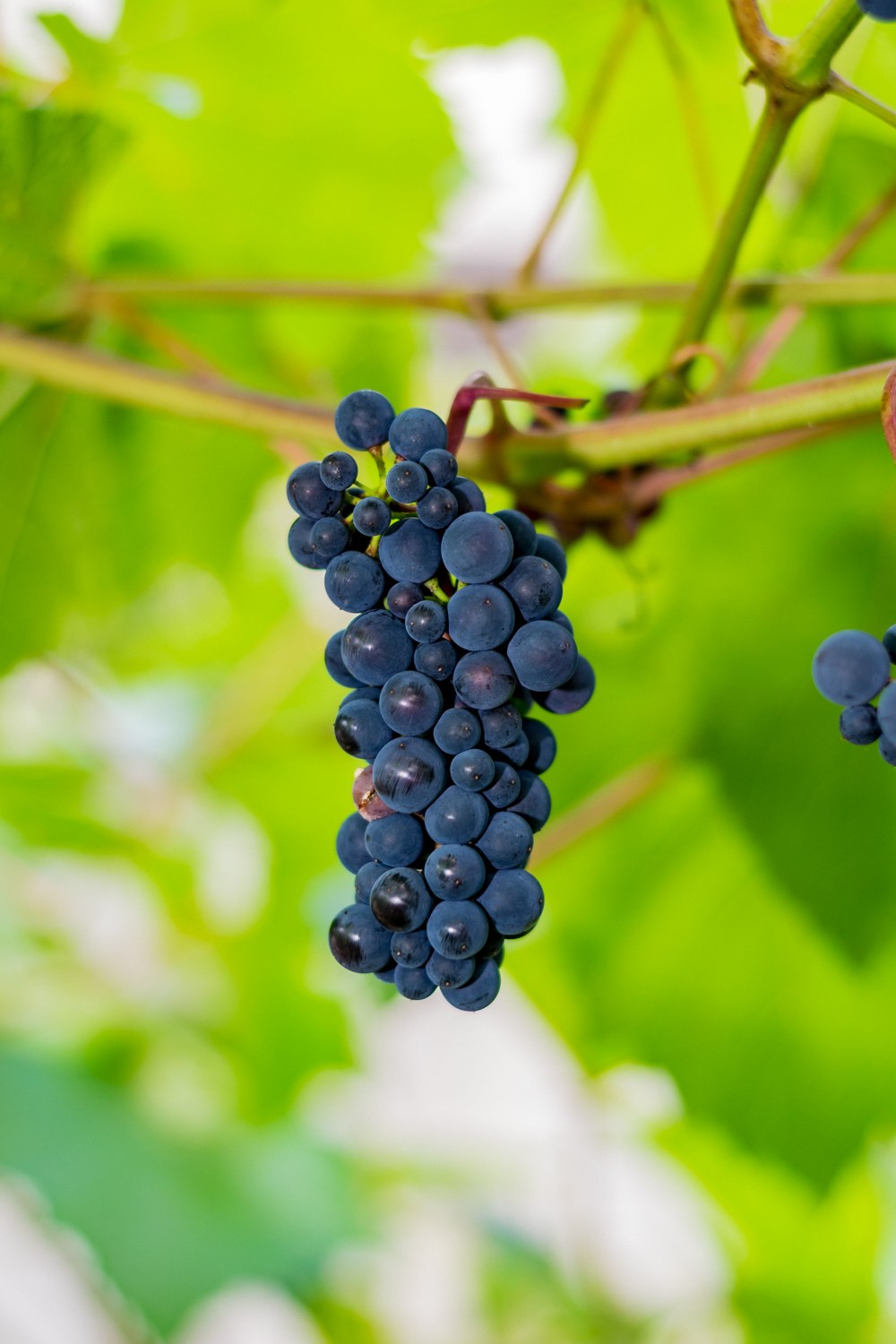 Антон Курдюмов фотограф в Хабаровске Рина Курдюмова фото27 foto27 Антон Дорофеев репортажный репортаж документалист Тони и Рина фотосоздатели Виноградники Хехцир 2024 Хабаровск виноград дикий фермер фермерство дачный сезон