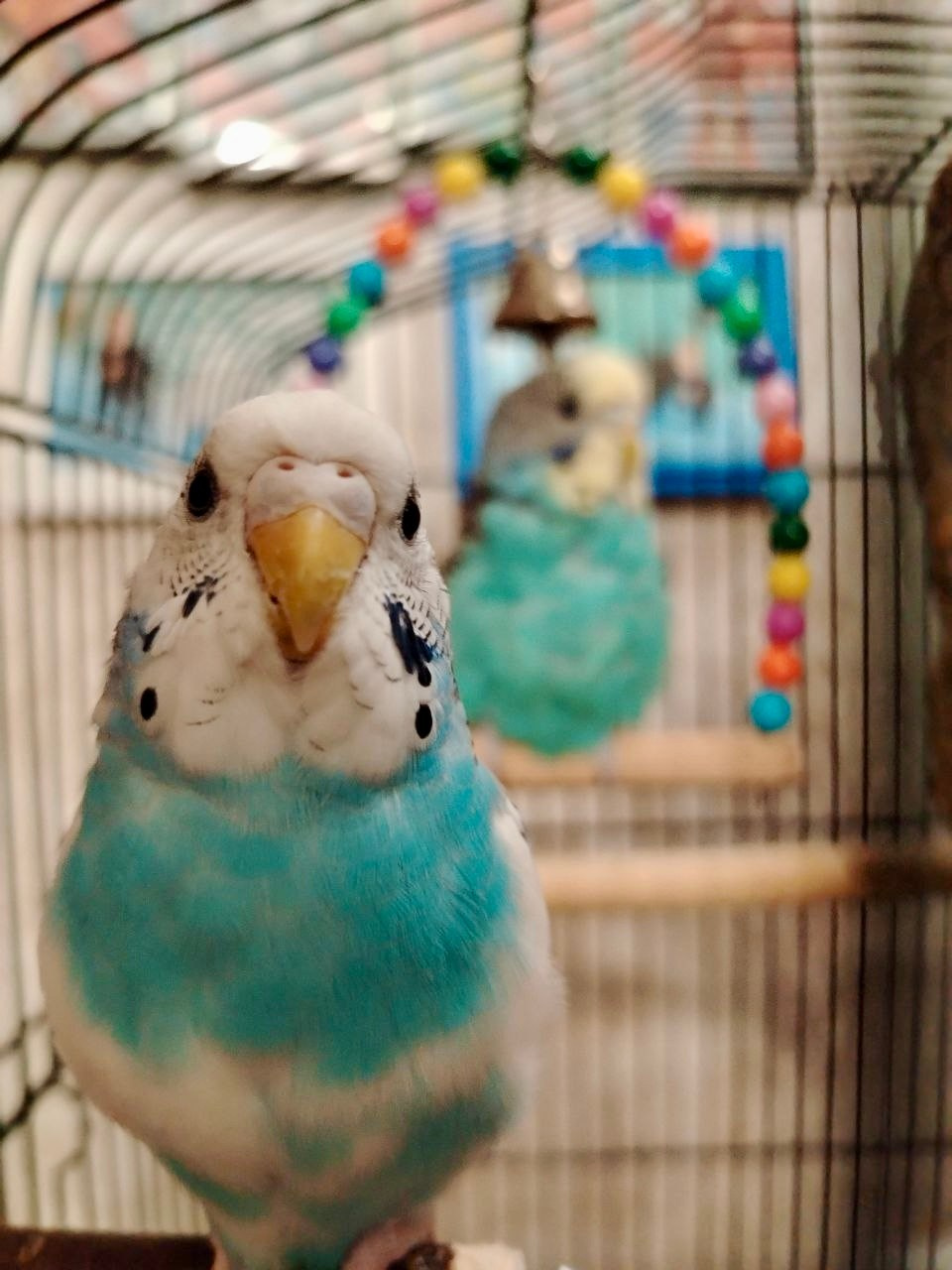 В мире животных. Фотокружок «Видоискатель» ГБОУ СОШ № 291