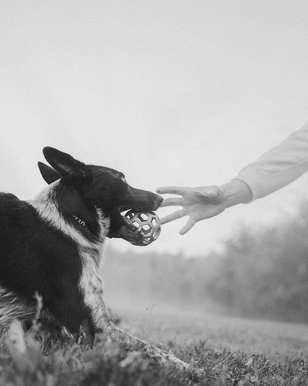 Катя, Сергей и Флинт. Фотограф анималист в Москве и Санкт-Петербурге Свиридова Анна