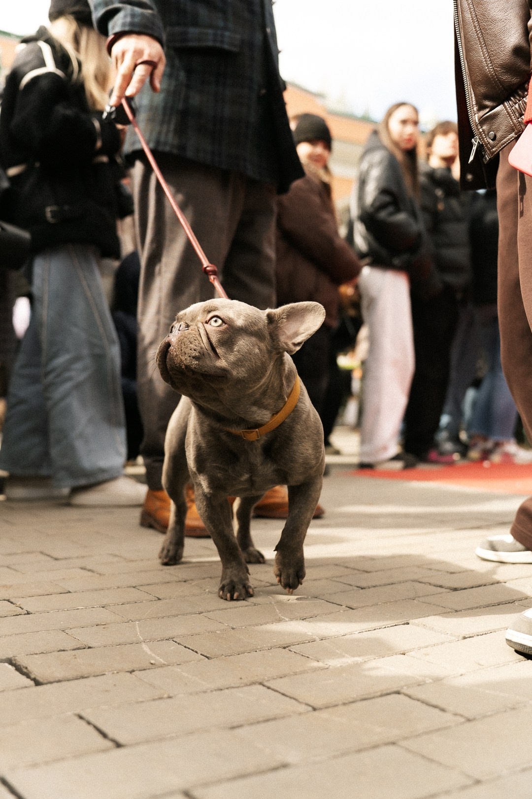 Парад Бульдогов. Axenov_eugene