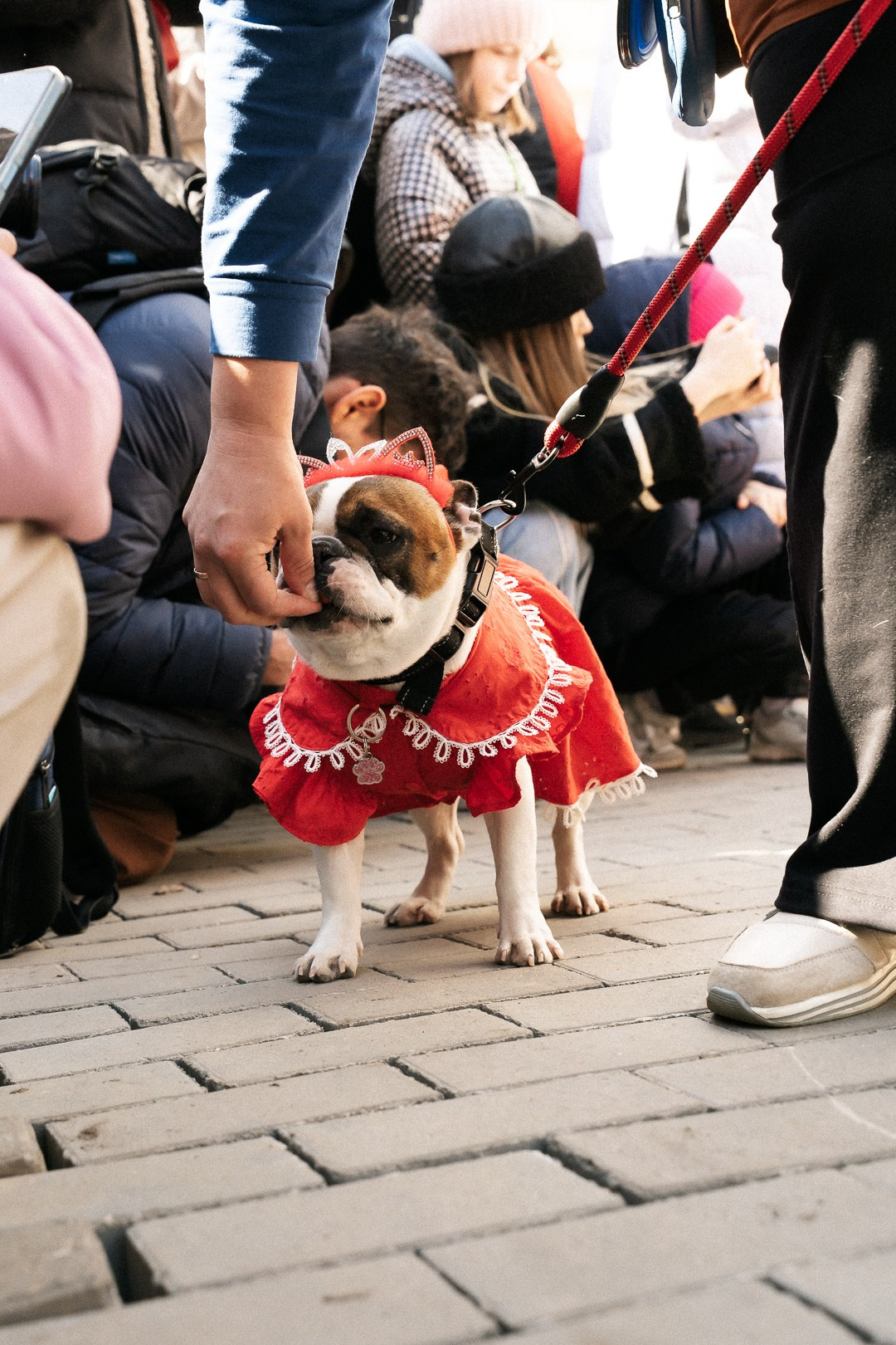 Парад Бульдогов. Axenov_eugene