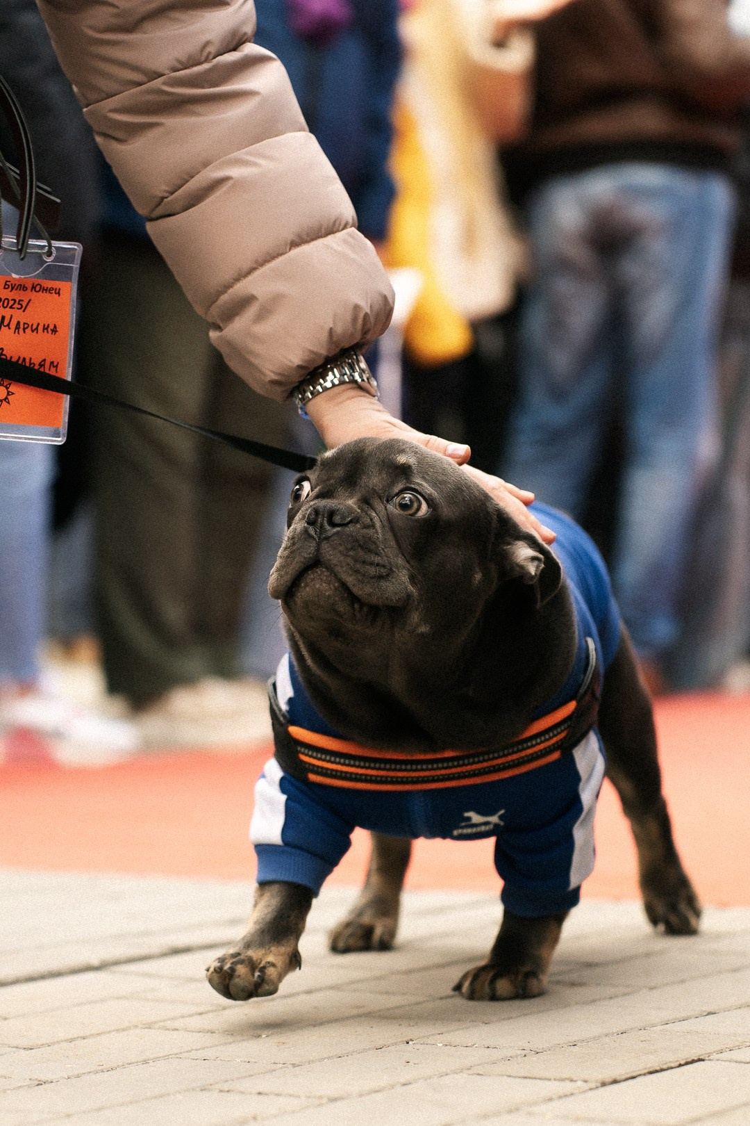 Парад Бульдогов. Axenov_eugene