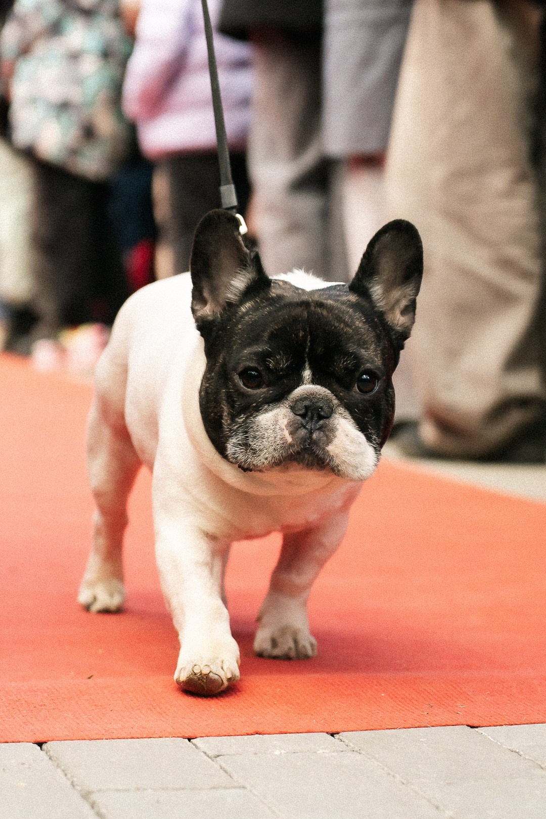 Парад Бульдогов. Axenov_eugene