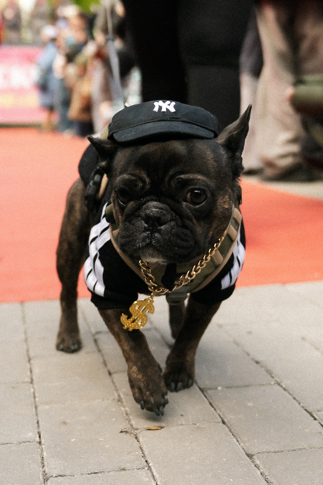 Парад Бульдогов. Axenov_eugene