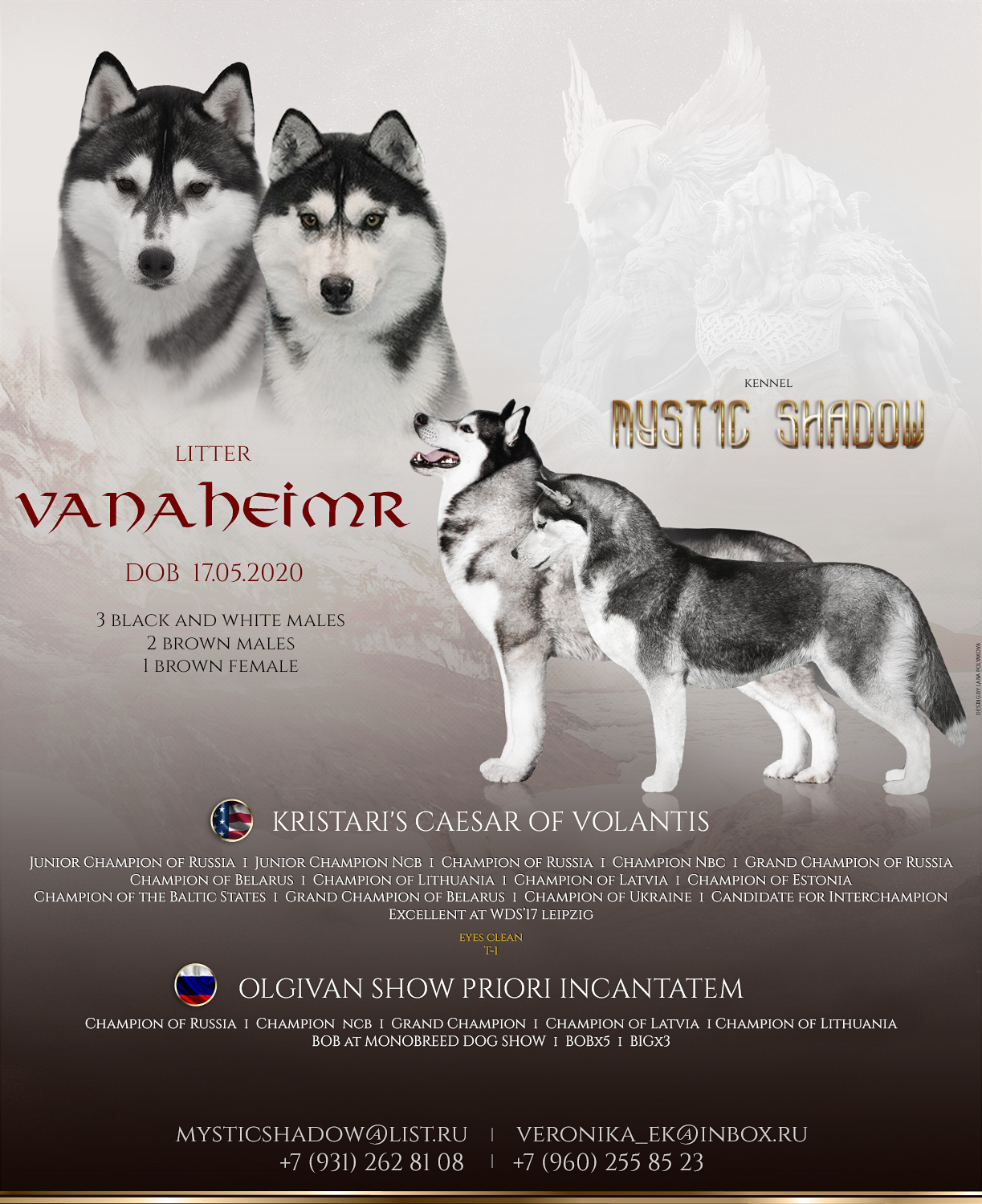 Презентация помета хаски