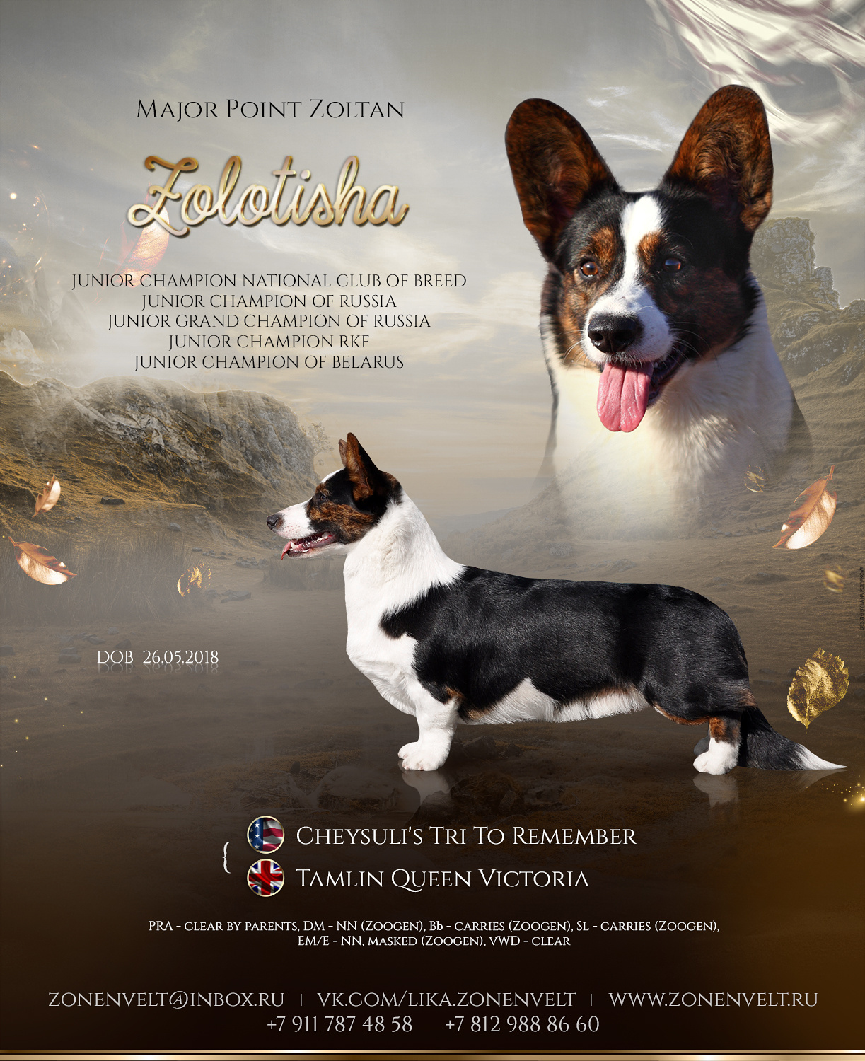 Презентация кобеля вельш-корги кардигана