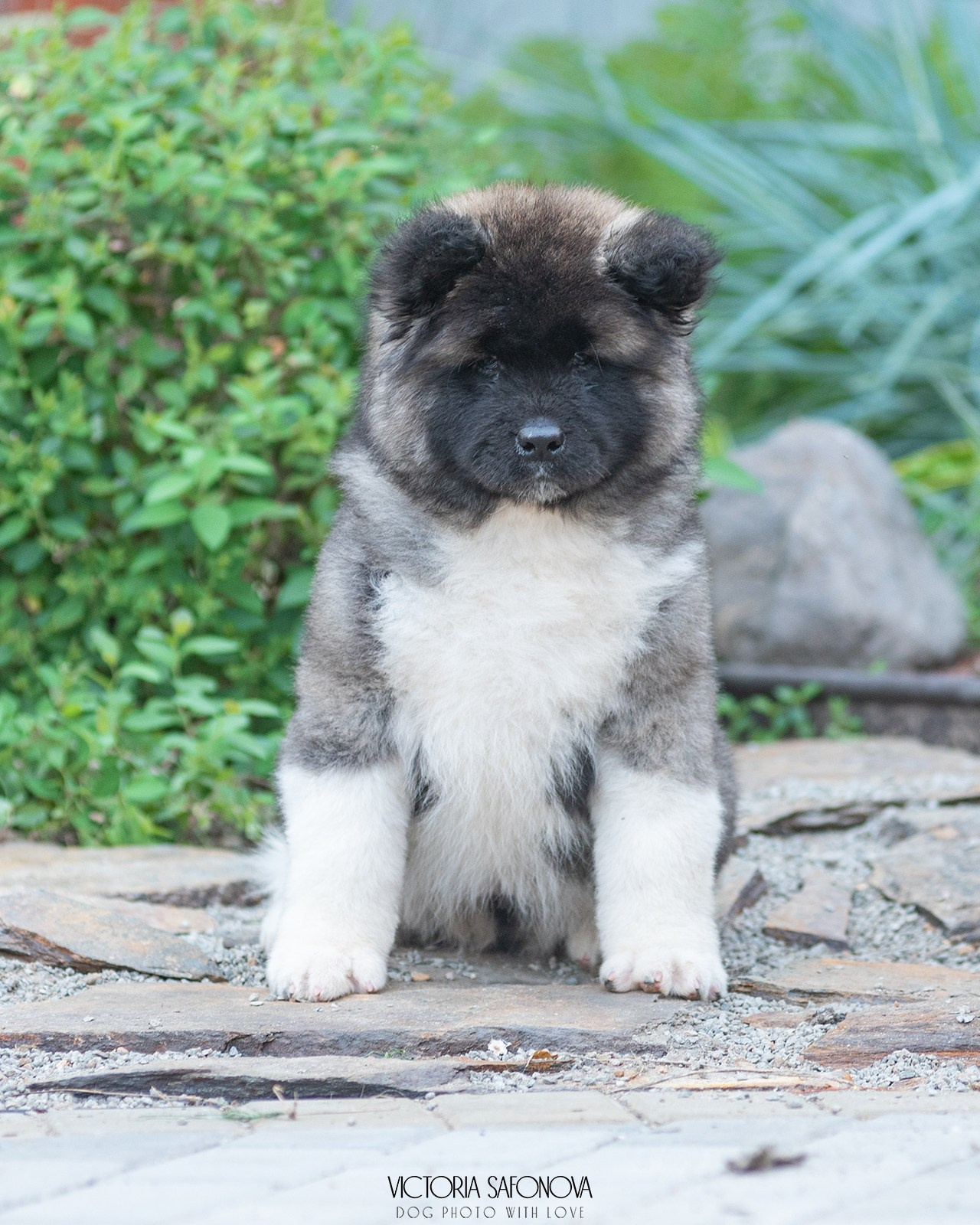 Американские акиты 28.06.2024. Фотограф анималист Благовещенск. Сафонова Виктория